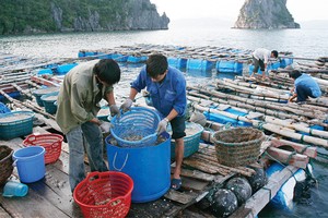 Thêm kỳ vọng phục hồi kinh tế